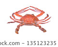 horse crab isolated on white background 135123235