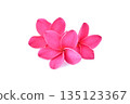 Frangipani, Pumeria, Frangipanni, isolated on white background 135123367