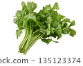 Celery isolated on white background 135123374
