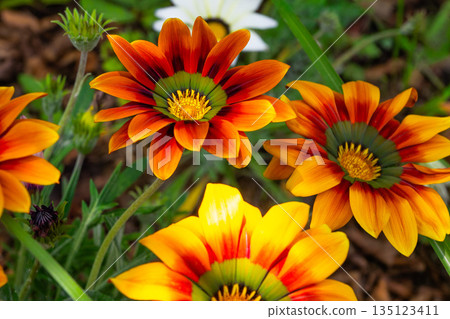 Beautifully blooming gazania Beautifully blooming gazania 135123411