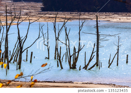 長野縣大町市平：高瀨水壩調節湖中殘留的枯樹，湖水呈現鮮豔的乳藍色。 135123435