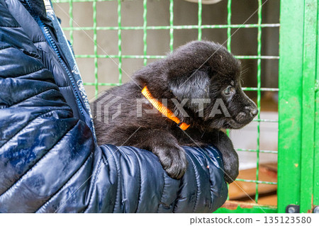 Puppy little dog in hands Puppy little dog in hands 135123580