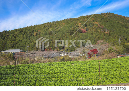Nov 23 2025 Scenic Ohara Countryside Landscape in Rural Kyoto 135123700