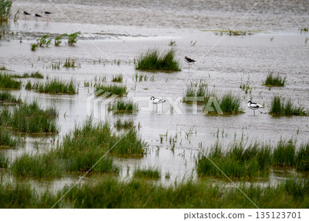 Wading birds standing in shallow wetland marsh with grass islands during calm cloudy day 135123701
