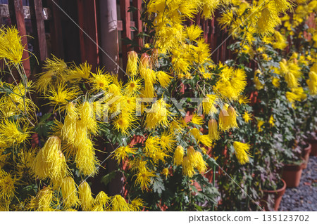 Nov 23 2025 Vibrant Yellow Mimosa Blossoms Climbing a Fence in a Bright Spring Garden Display 135123702