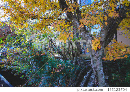 Nov 23 2025 Serene Japanese Temple Landscape in Vibrant Fall Season Nov 23 2025 Serene Japanese Temple Landscape in Vibrant Fall Season 135123704
