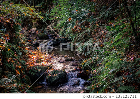 Nov 23 2025 Autumn Leaves By Small river On Rocky Cliff With Green Ferns 135123711