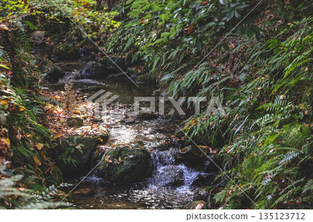 Nov 23 2025 Autumn Leaves By Small river On Rocky Cliff With Green Ferns 135123712