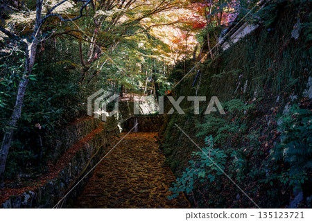 Nov 23 2025 Autumn Leaves By Small river On Rocky Cliff With Green Ferns 135123721
