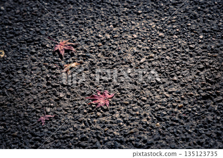 Nov 23 2025 Autumn Red Maple Leaves Scattered on Rough Asphalt Surface 135123735