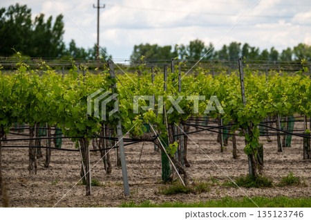 Green vineyard rows with young grape vines growing in rural countryside during spring season 135123746