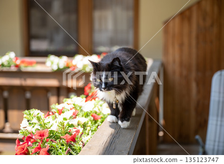 Black and white fluffy cat walking along balcony railing with colorful flowers in sunny summer light Black and white fluffy cat walking along balcony railing with colorful flowers in sunny summer light 135123747
