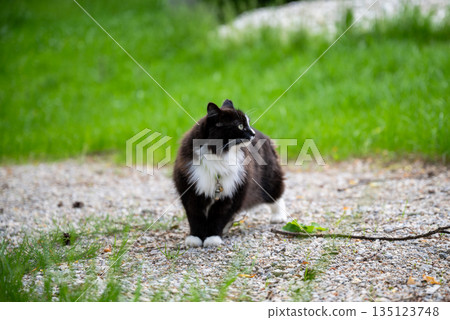 Black and white fluffy cat walking on gravel path in green garden during summer day Black and white fluffy cat walking on gravel path in green garden during summer day 135123748