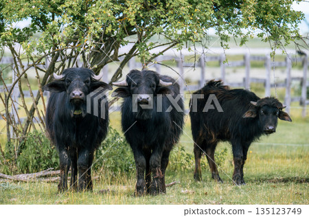Three young water buffalo standing together in rural pasture under tree in summer countryside Three young water buffalo standing together in rural pasture under tree in summer countryside 135123749