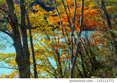 長野縣大町市平町高瀨水壩調水湖岸邊,秋葉呈現鮮豔的乳藍色。 長野縣大町市平町高瀨水壩調水湖岸邊,秋葉呈現鮮豔的乳藍色。 135123772
