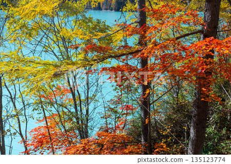 長野縣大町市平町高瀨水壩調水湖岸邊，秋葉呈現鮮豔的乳藍色。 135123774