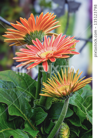 花園裡的非洲菊盛開 135123798