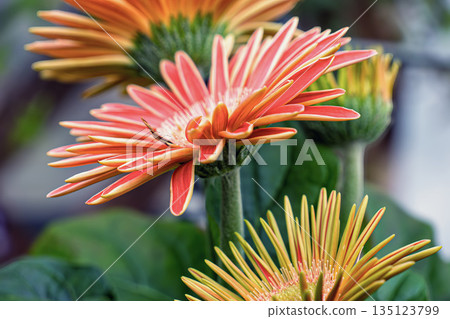 花園裡的非洲菊盛開 135123799