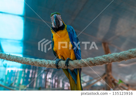 Blue and yellow macaw Ara ararauna sitting on perch in aviary, exotic tropical parrot bird 135123916