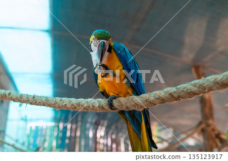 Blue and yellow macaw Ara ararauna holding food cup on perch in aviary, exotic bird feeding behavior Blue and yellow macaw Ara ararauna holding food cup on perch in aviary, exotic bird feeding behavior 135123917