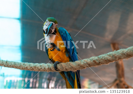 Blue and yellow macaw Ara ararauna holding food cup on perch in aviary, exotic bird feeding behavior 135123918