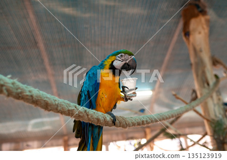 Blue and yellow macaw Ara ararauna holding food cup on perch in aviary, exotic bird feeding behavior 135123919