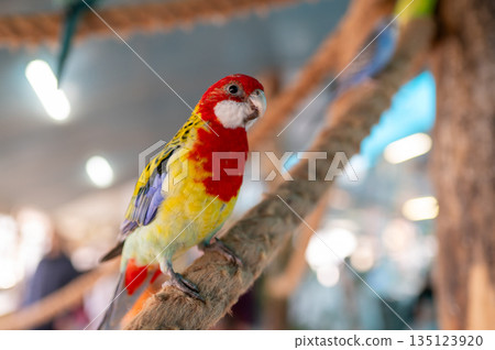 Colorful rosella parrot Platycercus eximius sitting on branch in aviary, exotic tropical bird Colorful rosella parrot Platycercus eximius sitting on branch in aviary, exotic tropical bird 135123920
