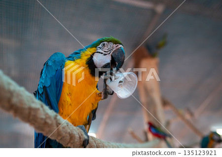 Blue and yellow macaw Ara ararauna holding food cup on perch in aviary, exotic bird feeding behavior Blue and yellow macaw Ara ararauna holding food cup on perch in aviary, exotic bird feeding behavior 135123921