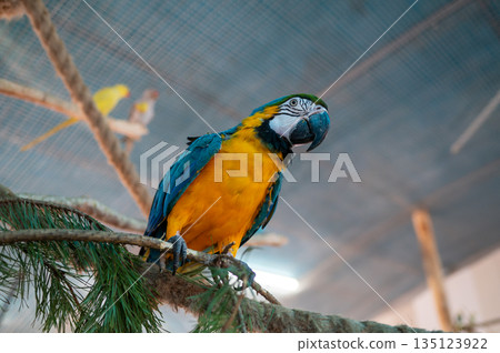 Blue and yellow macaw Ara ararauna sitting on perch in aviary, exotic tropical parrot bird 135123922