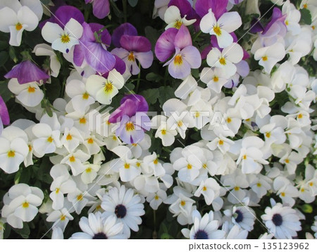 Pansies bloom beautifully in a spring flowerbed, with a beautiful contrast of purple and white. Pansies bloom beautifully in a spring flowerbed, with a beautiful contrast of purple and white. 135123962