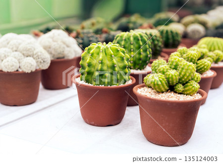 Rows of small green cacti in brown pots at a plant nursery. Perfect for home decor, minimalist gardening, urban jungle lifestyle Rows of small green cacti in brown pots at a plant nursery. Perfect for home decor, minimalist gardening, urban jungle lifestyle 135124003
