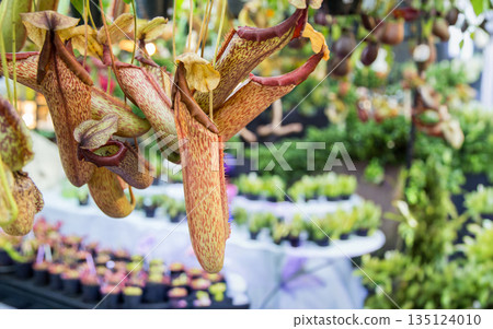 Exotic Nepenthes pitcher plants with mottled patterns hanging in a lush tropical greenhouse. Ideal for botanical, carnivorous plant care, and exotic nature photography concept Exotic Nepenthes pitcher plants with mottled patterns hanging in a lush tropical greenhouse. Ideal for botanical, carnivorous plant care, and exotic nature photography concept 135124010