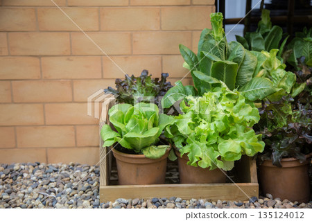 organic lettuce in terracotta pots and a rustic wooden caddy on a pebble garden floor. Perfect for healthy lifestyle, home gardening, and sustainable urban farming concepts 135124012