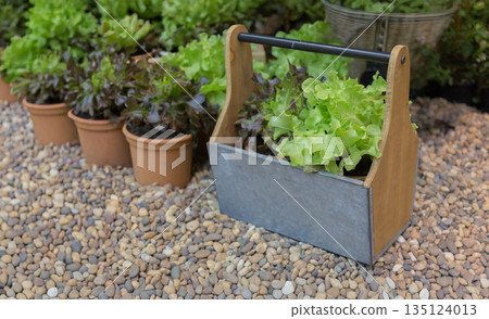 Fresh organic lettuce in terracotta pots and a rustic wooden caddy on a pebble garden floor. Perfect for healthy lifestyle, home gardening, and sustainable urban farming concepts Fresh organic lettuce in terracotta pots and a rustic wooden caddy on a pebble garden floor. Perfect for healthy lifestyle, home gardening, and sustainable urban farming concepts 135124013