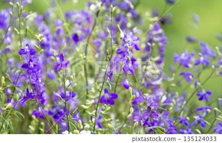Beautiful purple Larkspur Delphinium wildflowers blooming in a summer garden with soft bokeh background. Nature floral background for spring season and wedding design Beautiful purple Larkspur Delphinium wildflowers blooming in a summer garden with soft bokeh background. Nature floral background for spring season and wedding design 135124033