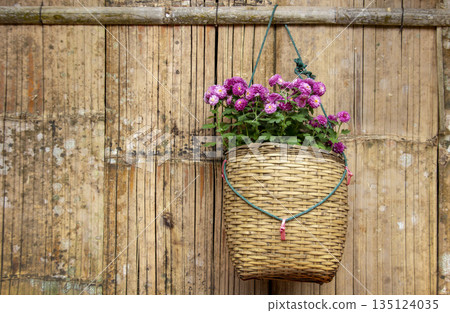 Beautiful purple chrysanthemums in a traditional woven basket hanging on a rustic bamboo wall. Ideal for cottagecore, home decor, and authentic rural lifestyle concept 135124035