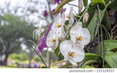 pink Phalaenopsis moth orchids blooming in a tropical garden. Elegant floral background for home decor, wellness, and botanical nature concept pink Phalaenopsis moth orchids blooming in a tropical garden. Elegant floral background for home decor, wellness, and botanical nature concept 135124037