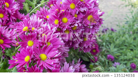 Vibrant pink chrysanthemum flowers blooming in a lush garden field. Beautiful floral background for autumn gardening, botanical nature, and colorful landscape concept Vibrant pink chrysanthemum flowers blooming in a lush garden field. Beautiful floral background for autumn gardening, botanical nature, and colorful landscape concept 135124038