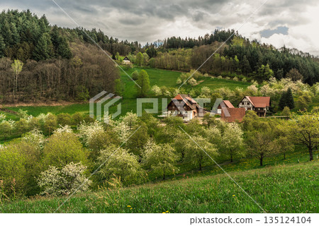 German countryside in the Black Forest with farmhouses and blooming fruit trees in spring, Germany 135124104