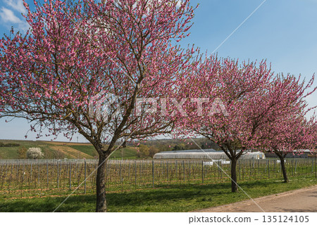 Almond blossoms in vineyard along the German Wine Route, Siebeldingen, Palatinate, Germany 135124105