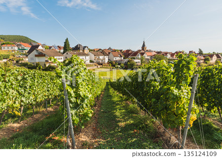 Vineyards and village of Frankweiler along the German Wine Route, Palatinate, Germany Vineyards and village of Frankweiler along the German Wine Route, Palatinate, Germany 135124109