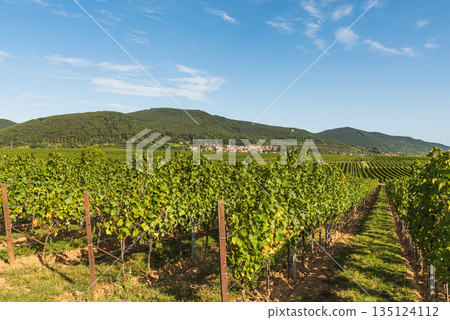 Vineyards and village of Gleisweiler along the German Wine Route, Rhineland-Palatinate, Germany 135124112
