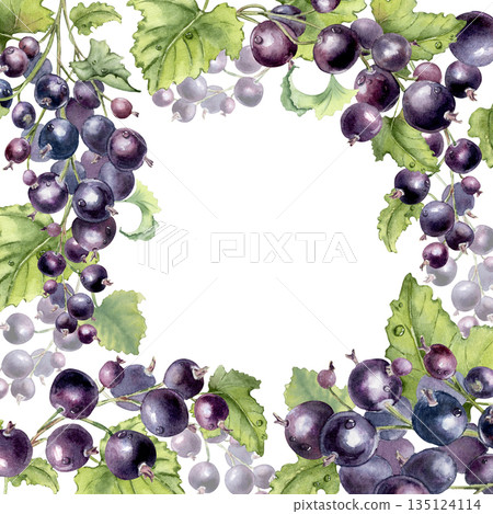 Black currant plants watercolor square frame on white background. Hand drawn vibrant berry and leaf border for greeting card, menu design, or packaging. Fresh summer berries botanical illustration. 135124114