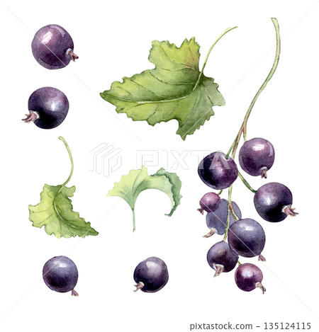 Watercolor set illustrations of black currant single berries and branch with green leaves isolated on white. Hand drawn botanical fresh ripe fruits elements for food and nature designs. 135124115