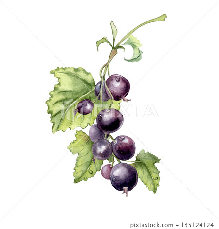 Black currant watercolor illustration with ripe berries and green leaves isolated white. Summer berries bunch with dew drops hand painted. Botanical drawing for food, drink, and nature-themed design. 135124124