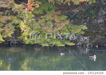 滋賀縣彥根市彥根城,內護城河的石牆,秋葉和斑嘴鴨(深秋) 滋賀縣彥根市彥根城,內護城河的石牆,秋葉和斑嘴鴨(深秋) 135124150