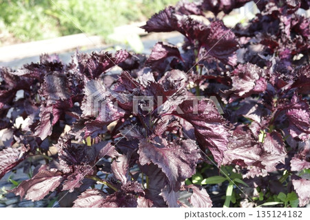Photo of red shiso leaves planted in a field Photo of red shiso leaves planted in a field 135124182