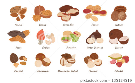 Nuts Collection, Almond, Walnut, Brazil and Peanut with Nutmeg. Pecan, Cashew, Pistachio and Water Chestnut, Coconut 135124519