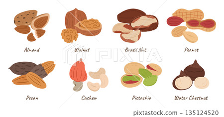 Collection of Assorted Nuts. Almond, Walnut, Brazil and Peanut. Pecan, Cashew, Pistachio and Water Chestnut Kernels 135124520