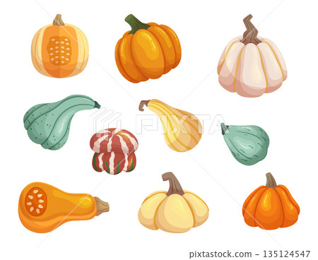 Set Of Ripe Pumpkin Vegetables, Autumn Gourds Can Be Carved Into Jack Lanterns, Used In Dishes, Symbol Of Autumn Harvest Set Of Ripe Pumpkin Vegetables, Autumn Gourds Can Be Carved Into Jack Lanterns, Used In Dishes, Symbol Of Autumn Harvest 135124547